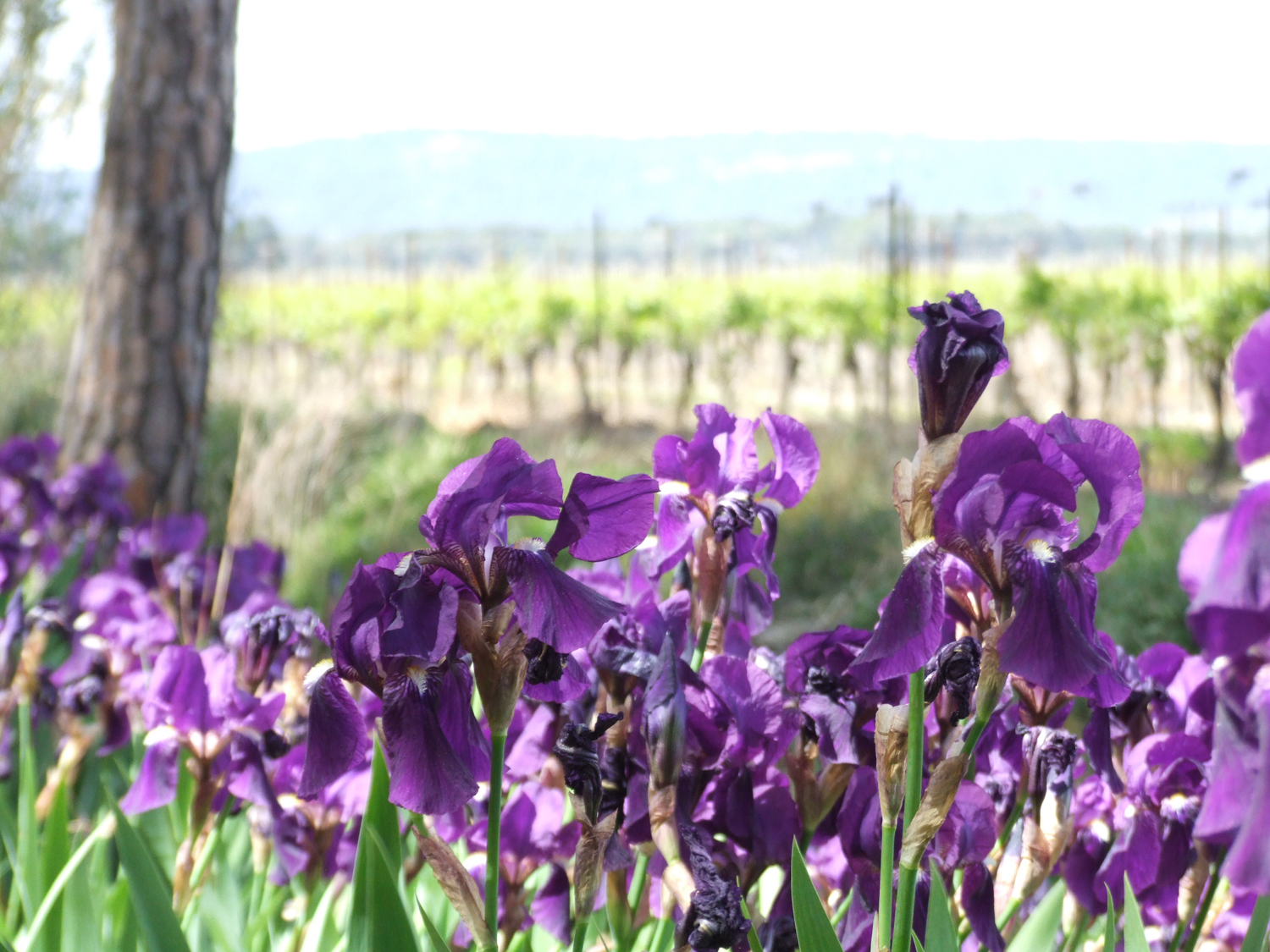 Fleurs Chambre d'Hôtes Luxe Aude